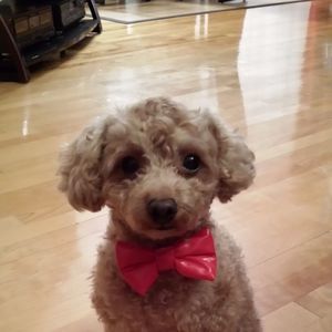 Meet your Posher, Louise